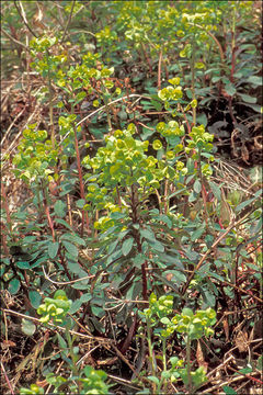 Image of Wood Spurge