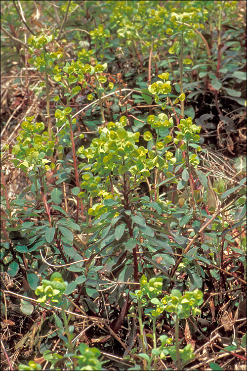 Image of Wood Spurge