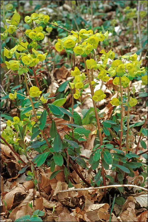 Image of Wood Spurge