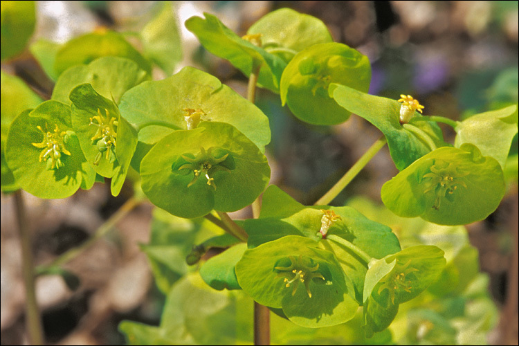 Image of Wood Spurge