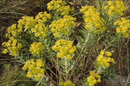 Image of Euphorbia nicaeensis All.