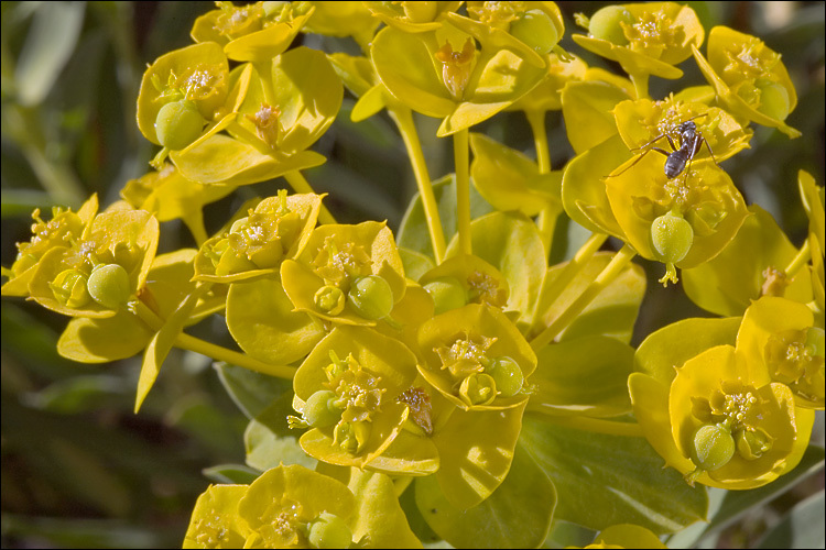 Image of Euphorbia nicaeensis All.