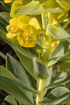 Image of Euphorbia nicaeensis All.