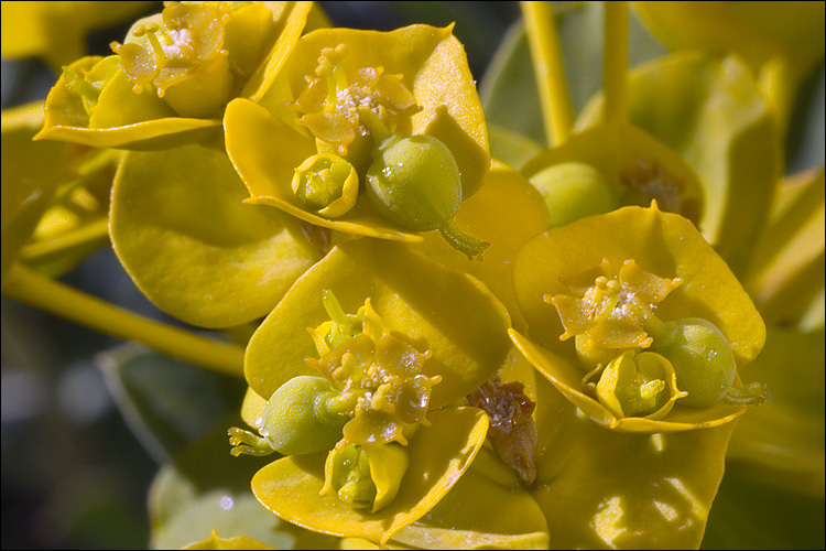 Image of Euphorbia nicaeensis All.