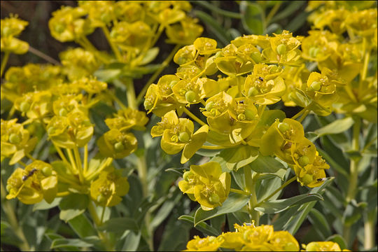 Image of Euphorbia nicaeensis All.