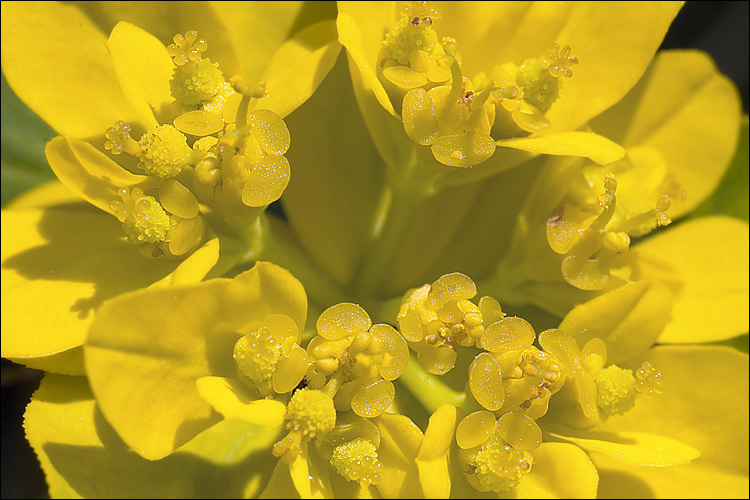 Plancia ëd Euphorbia verrucosa L.