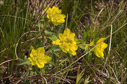 Plancia ëd Euphorbia verrucosa L.