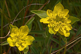 Plancia ëd Euphorbia verrucosa L.