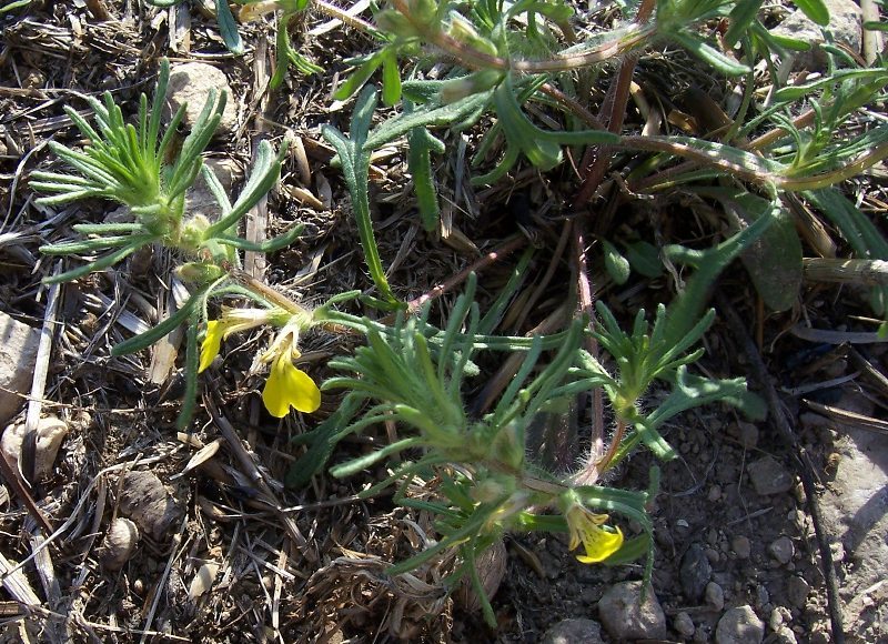 Image of Ground-pine