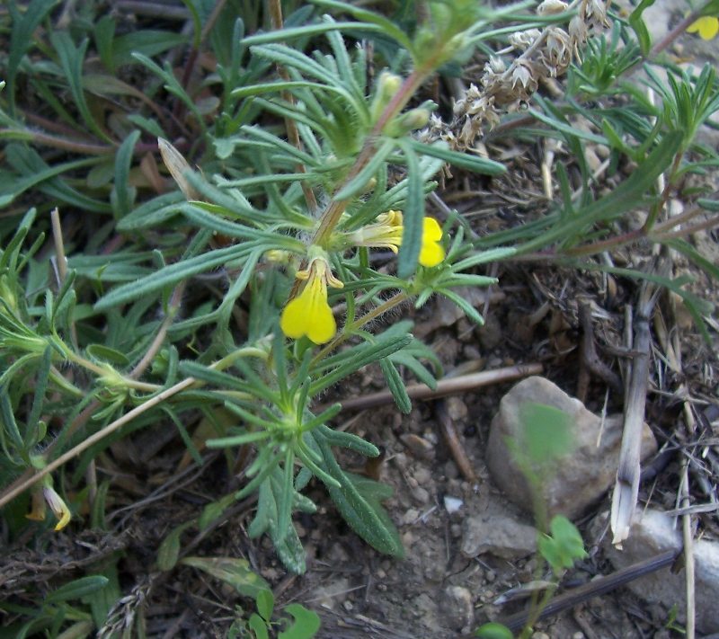 Image of Ground-pine