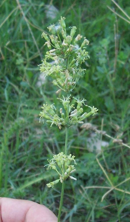 Silene otites (L.) Wibel resmi