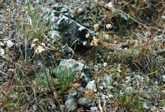 Image de Lomatium engelmannii Mathias