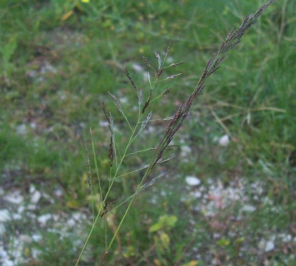 Image of Indian lovegrass