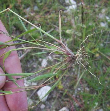 Eragrostis pilosa (L.) P. Beauv. resmi