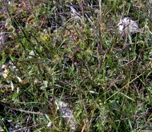 Image of Indian lovegrass