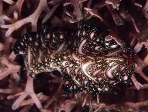 Image of Elegant flatworm