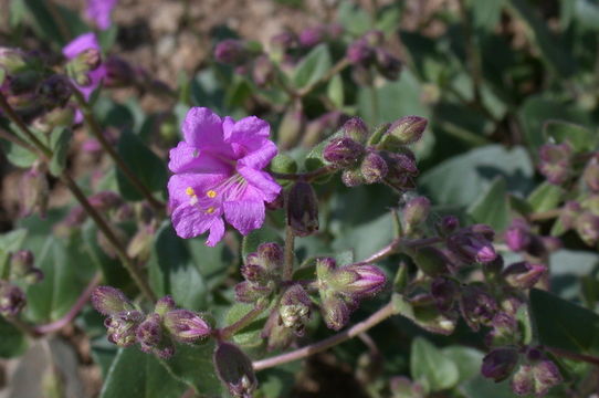 Image of California four o'clock