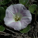 Plancia ëd Calystegia soldanella (L.) R. Br.