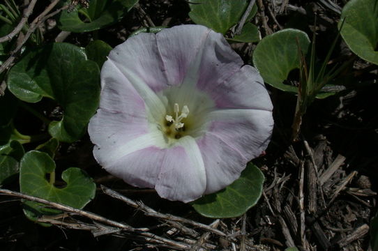 Plancia ëd Calystegia soldanella (L.) R. Br.