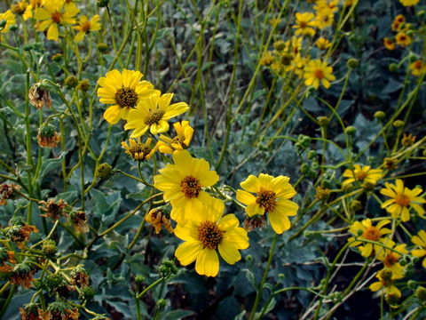 Sivun Encelia farinosa A. Gray ex Torr. kuva