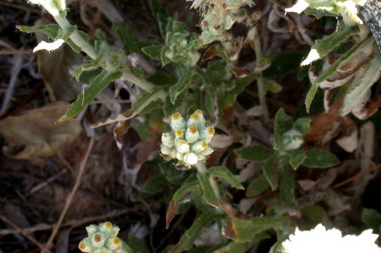 Image of Pearly Everlasting