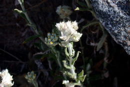 Image of Pearly Everlasting