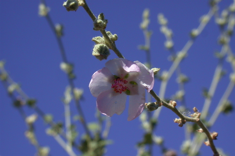 Image of desert globemallow