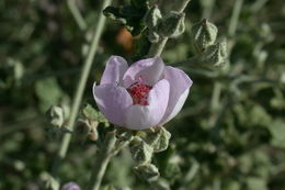 Image of desert globemallow