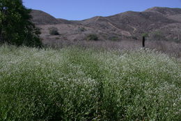 Image of broadleaved pepperweed