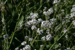 Image of broadleaved pepperweed