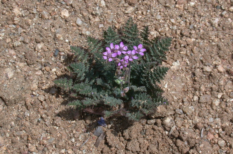 Image of Common Stork's-bill