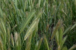 Image of hare barley