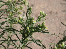 Image of Canadian Horseweed