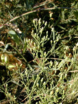 Image of Canadian Horseweed