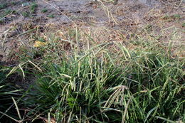 Image of dallisgrass