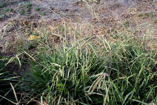 Слика од Paspalum dilatatum Poir.