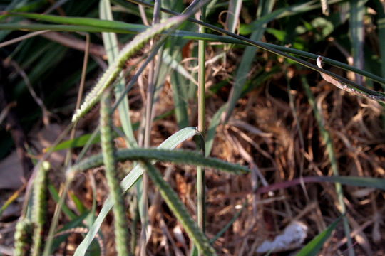 Слика од Paspalum dilatatum Poir.