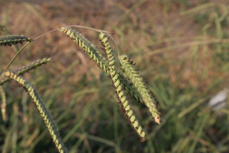 Image of dallisgrass