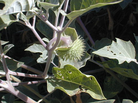 Imagem de Datura wrightii Hort. ex Regel