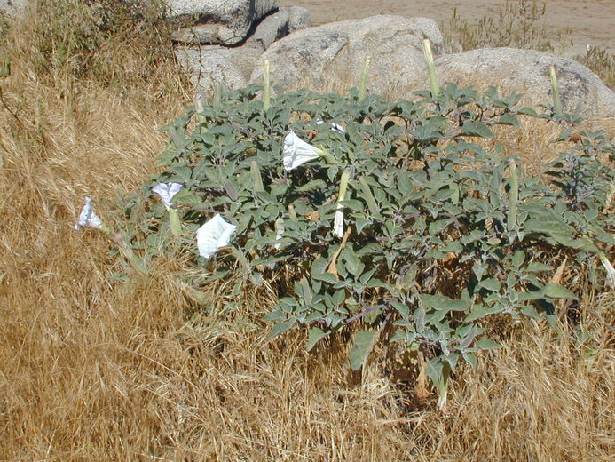 Imagem de Datura wrightii Hort. ex Regel