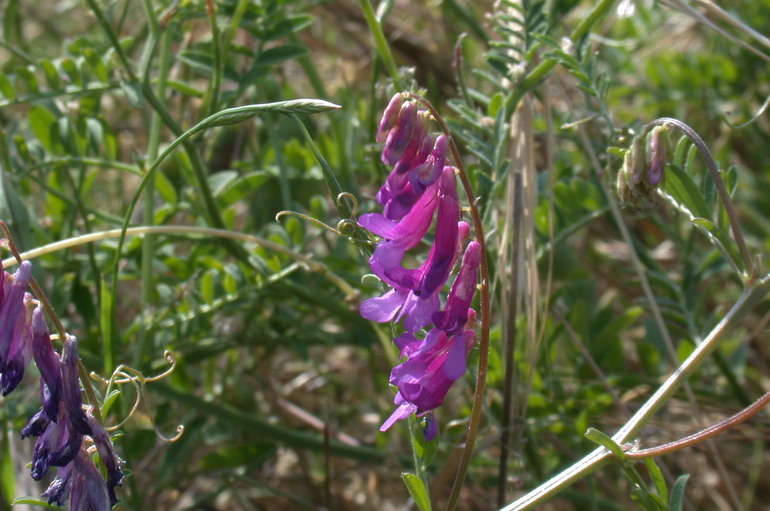 Image of fodder vetch