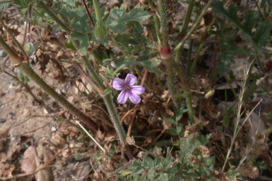 Imagem de Erodium botrys (Cav.) Bertol.