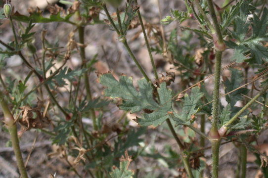 Imagem de Erodium botrys (Cav.) Bertol.