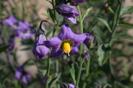 Image of chaparral nightshade