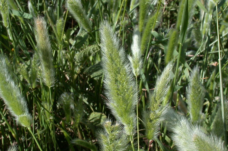 Image of Annual Beard-grass