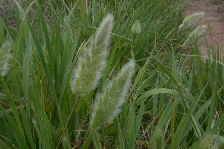 Image of Annual Beard-grass