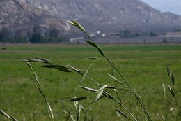 Image of rescuegrass