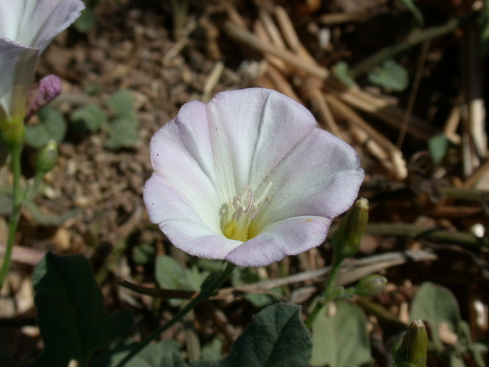 Image of <i>Calystegia aridus</i>