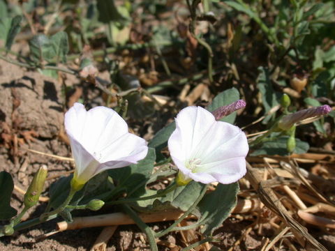 Image of <i>Calystegia aridus</i>