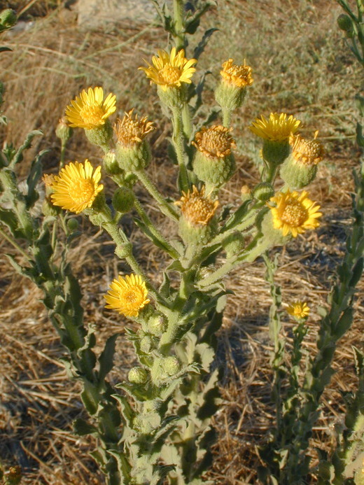 Imagem de Heterotheca grandiflora Nutt.